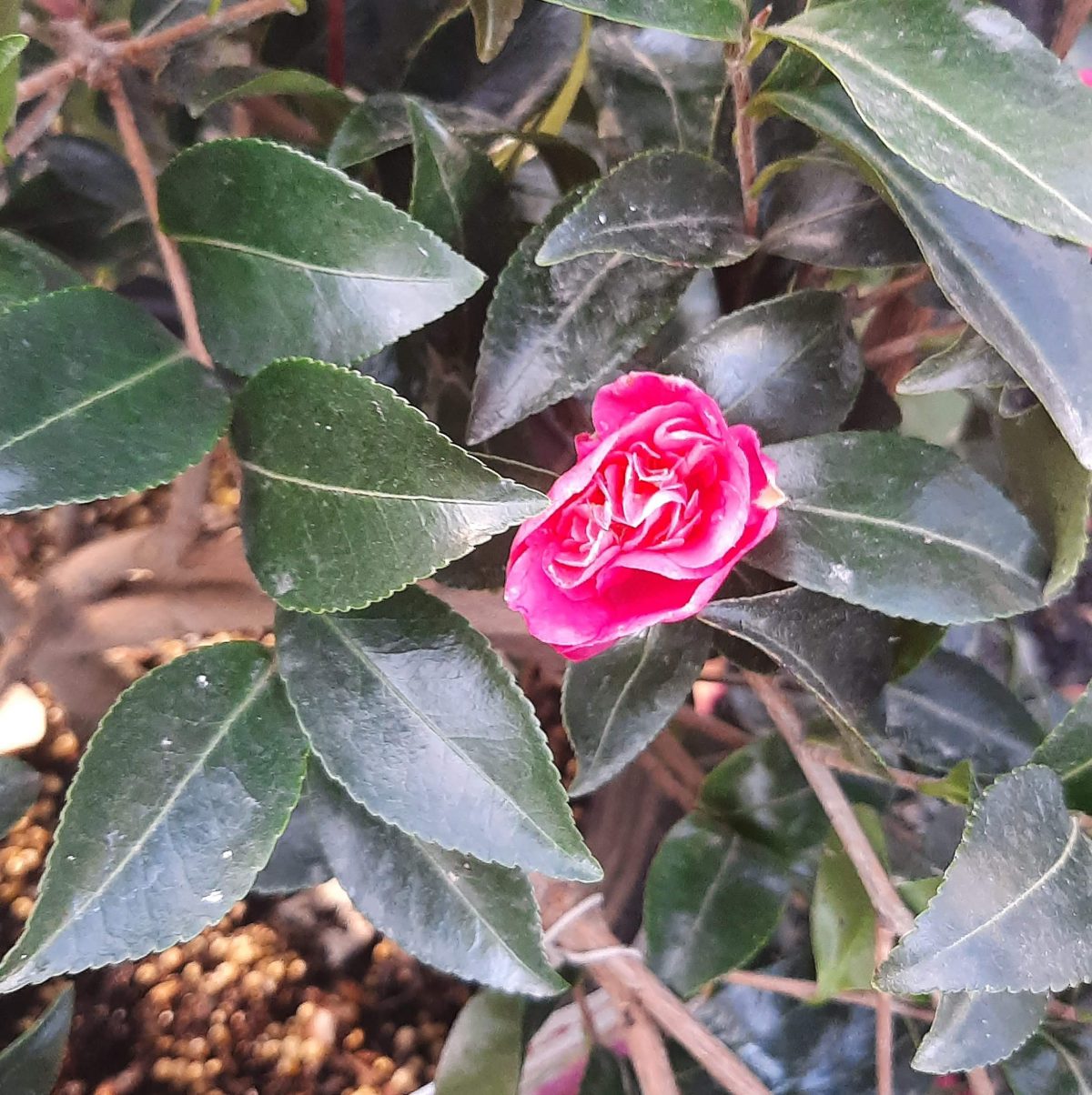 Camellia sasanqua October Magic Rose b