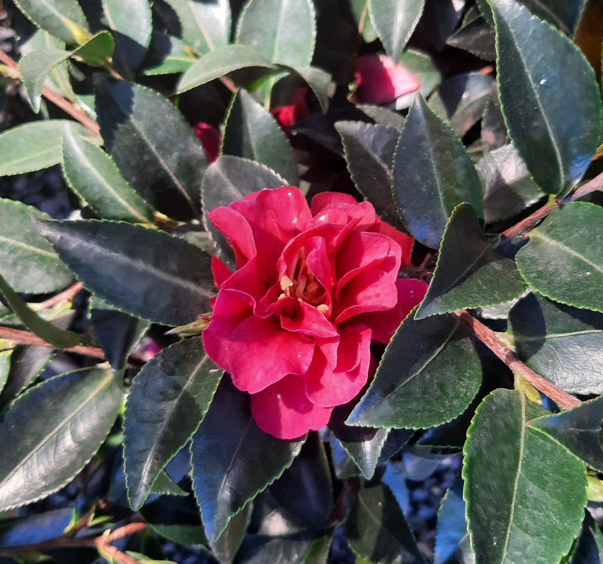 Camellia sasanqua October Magic Ruby a