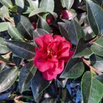 Camellia sasanqua 'October Magic Ruby'