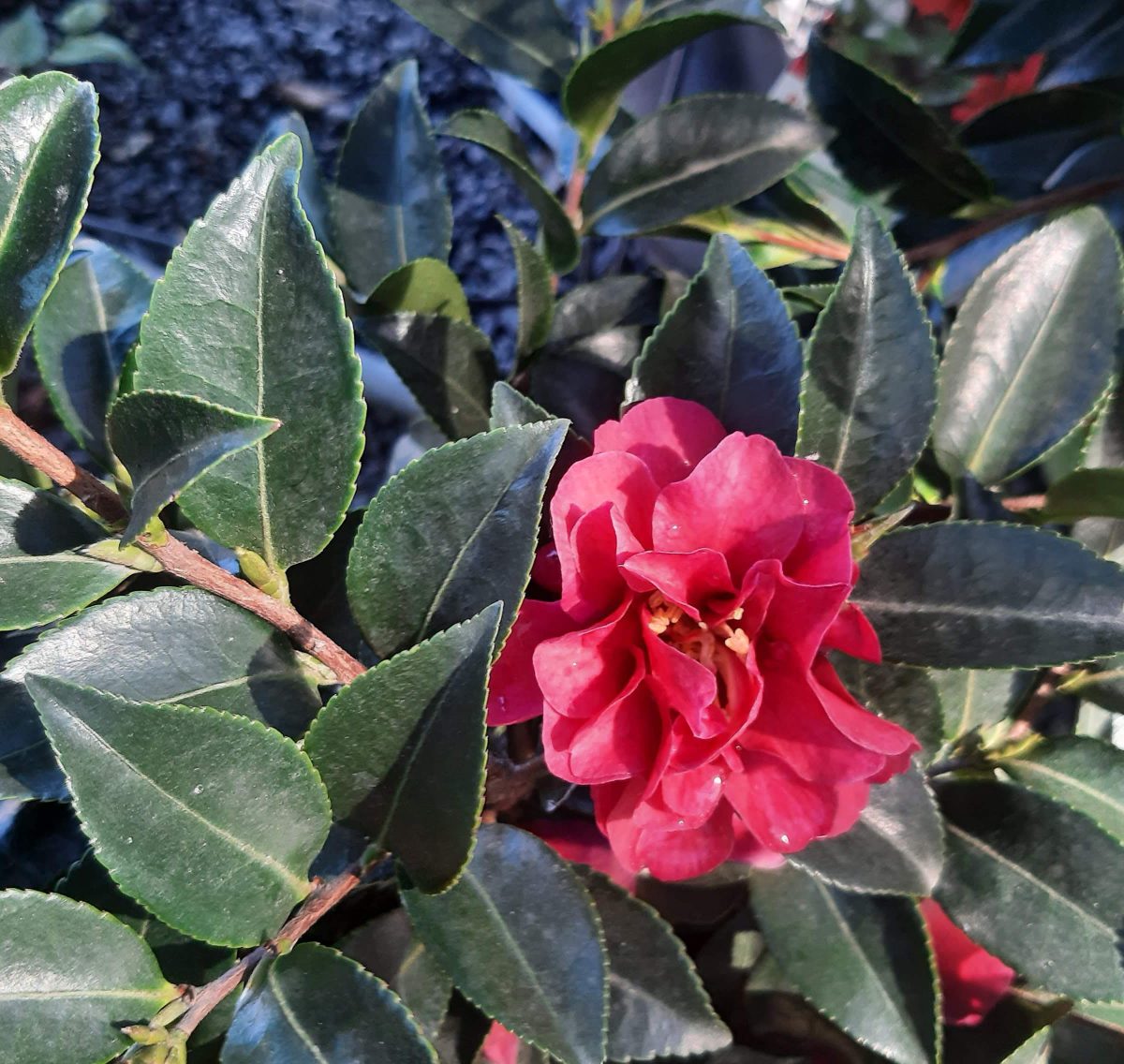 Camellia sasanqua October Magic Ruby b