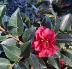 Camellia sasanqua 'October Magic Ruby' - Image 2