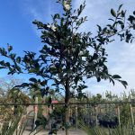 Camellia sasanqua 'Setsugetkka' STD