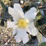 Camellia sasanqua 'Setsugetkka'