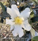 Camellia sasanqua 'Setsugetkka'
