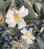 Camellia sasanqua 'Setsugetkka' - Image 2