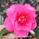 Camellia sasanqua 'Shishi Gashira'