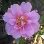 Camellia sasanqua 'Showa-no-Sakae' TRELLIS