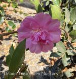 Camellia sasanqua 'Showa-no-Sakae' - Image 2