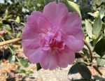 Camellia sasanqua 'Showa-no-Sakae' - Image 3