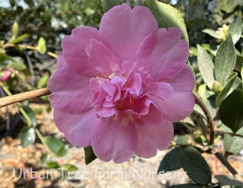 Camellia sasanqua 'Showa-no-Sakae' | Urban Tree Farm Nursery