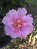 Camellia sasanqua 'Showa-no-Sakae' - Image 4
