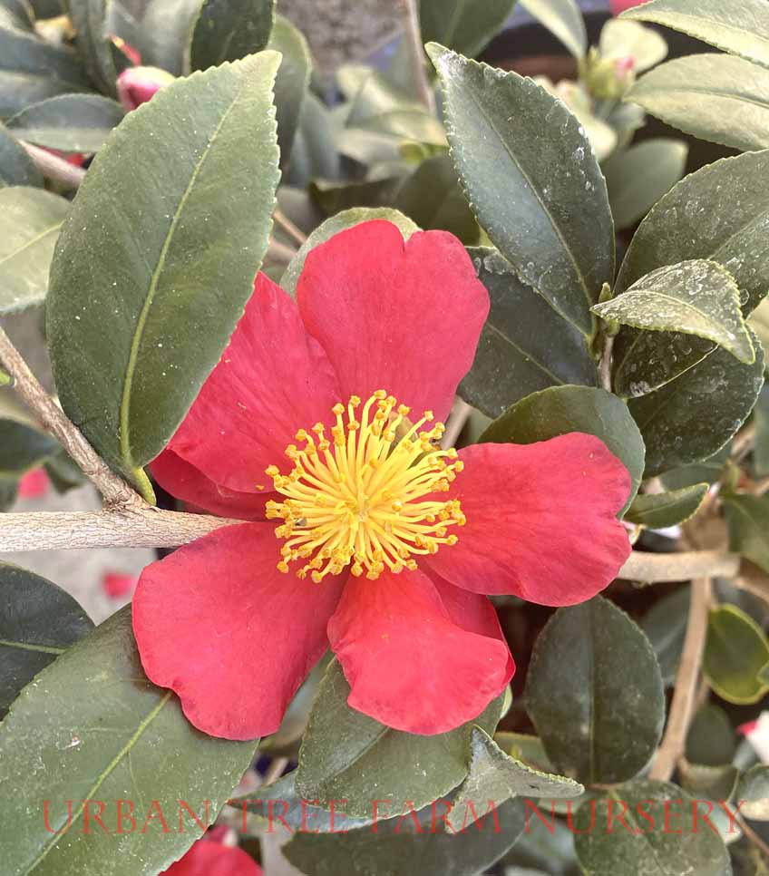 Camellia-sasanqua-Yuletide-a Camellia sasanqua 'Yuletide' - Image 1