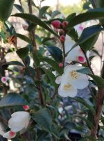 Camellia transnokoensis
