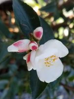 Camellia transnokoensis - Image 2