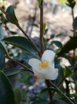 Camellia transnokoensis - Image 3