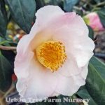 Camellia x williamsii 'Francis Hanger'