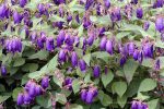 Campanula 'Sarastro'