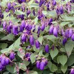 Campanula 'Sarastro'