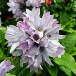 Campanula glomerata 'Caroline'