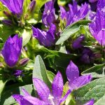 Campanula glomerata acaulis
