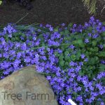 Campanula muralis (portenschlagiana)