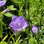 Campanula persicifolia 'Takion Blue'