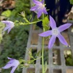 Campanula poscharskyana 'Blue Waterfall'