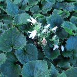 Campanula poscharskyana 'White'