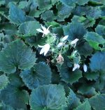Campanula poscharskyana 'White'
