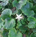 Campanula poscharskyana 'White' - Image 2