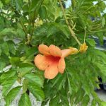 Campsis x 'Summer Jazz Fire' PATIO