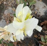 Canna 'Alaska'