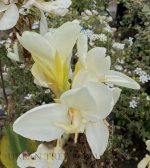 Canna 'Alaska' - Image 2