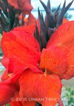 Canna 'Black Knight' - Image 2