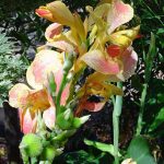 Canna 'Journey's End'