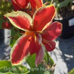 Canna 'Lucifer' - Image 2