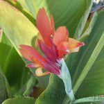 Canna 'Miss Oklahoma'