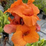 Canna 'Pretoria'