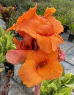 Canna 'Pretoria'