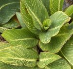 Canna 'Pretoria' - Image 2