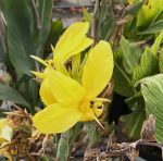 Canna 'Ra'