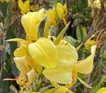Canna 'Ra' - Image 2
