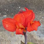 Canna 'Red Velvet'