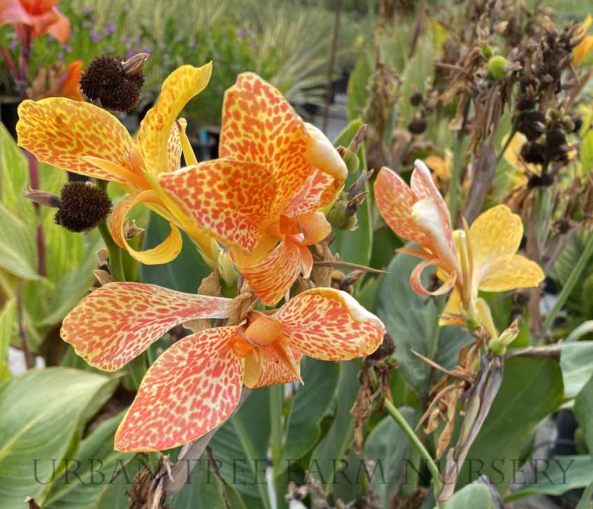 Canna-Spotti-a Canna 'Spotti' - Image 1