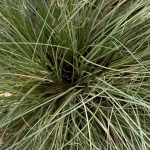 Carex comans 'Frosted Curls'