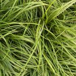 Carex dolichostachya 'Kaga Nishiki'