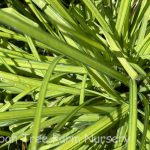 Carex elata 'Bowles Golden'