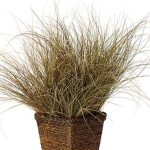 Carex flagellifera 'Toffee Twist'