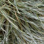 Carex morrowii 'Everglow'