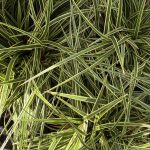 Carex morrowii 'Gold Band'
